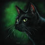 Nighthawk black cat