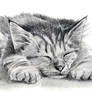 Tabby Kitten Pencil Painting