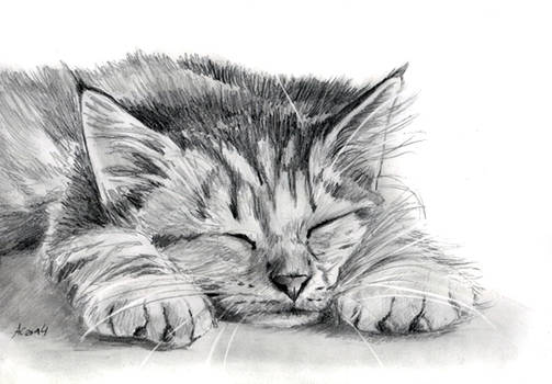 Tabby Kitten Pencil Painting