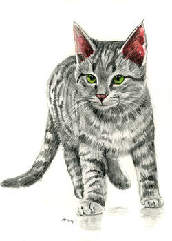 Tabby Kitten Pencil Drawing