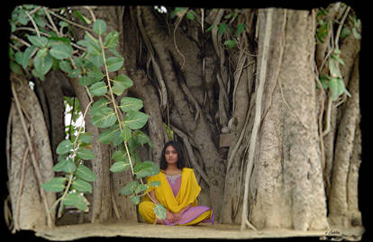 Under the Banyan Tree