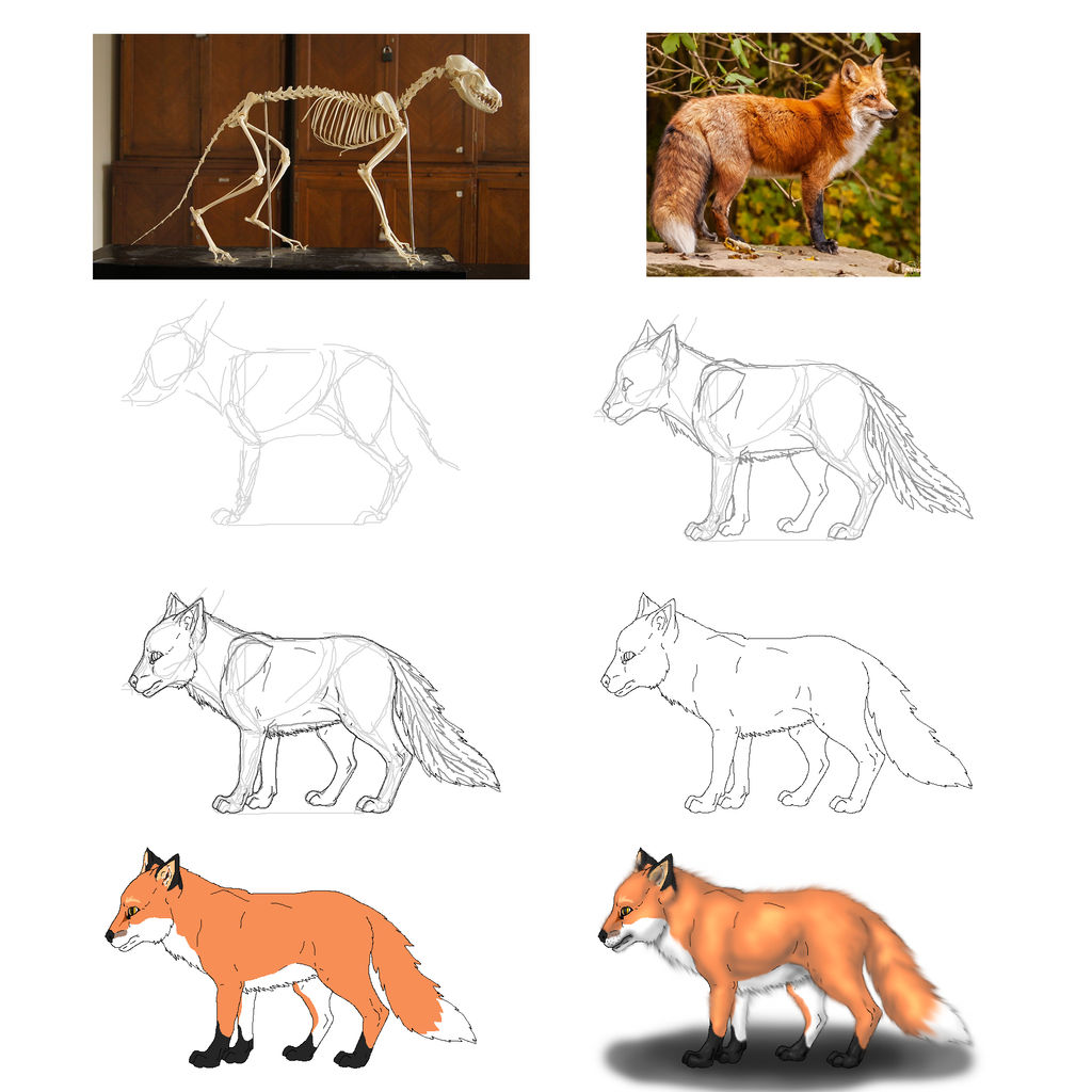 Fox reference by Raptorroper on DeviantArt