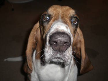 Silly Basset