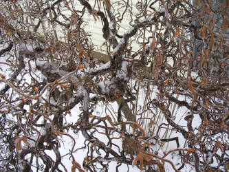 catkins in the snow