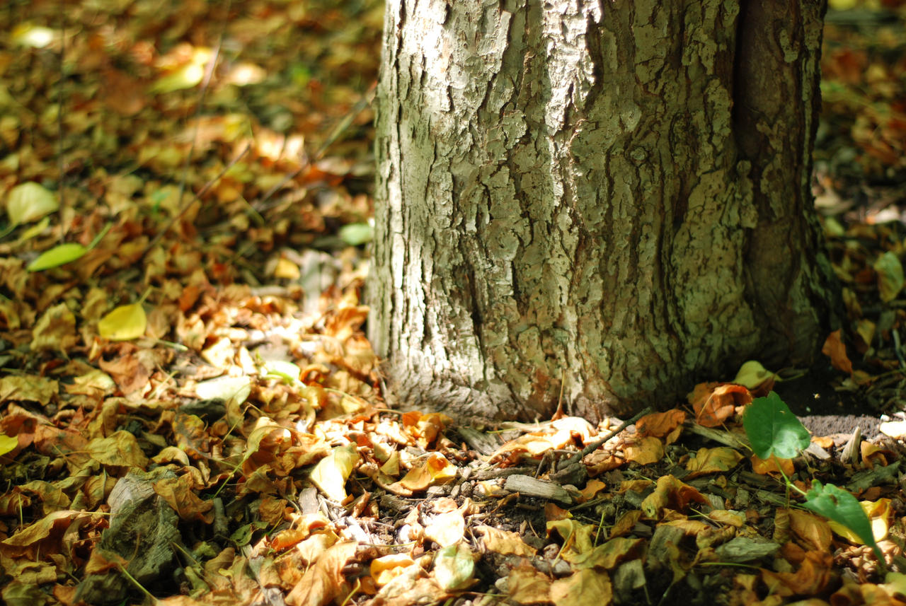 Autumn Leaves