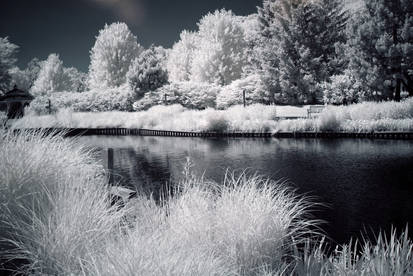 Infrared Pond