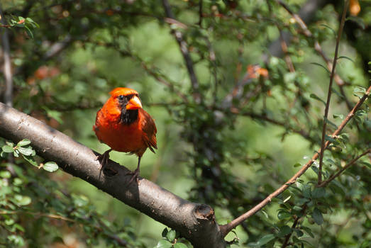 Cardinal