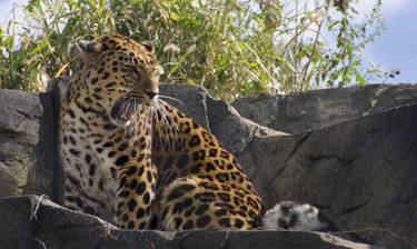 Amur Leopard