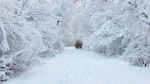 bear in the snow