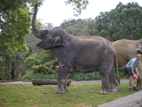 Aaaaaand Lunch For Elephants