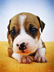 Amstaff Puppy by MarinaCoric