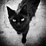 Gata Negra by MarinaCoric