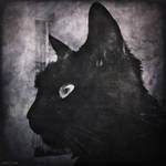 Gata Negra II by MarinaCoric
