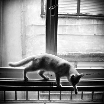 Cat on the Window by MarinaCoric