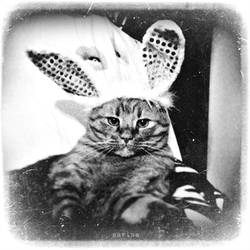 Bunnycat