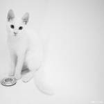 Invisible Cat by MarinaCoric