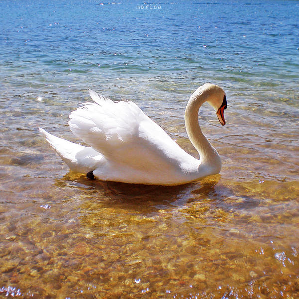 Swan