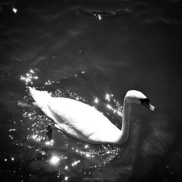 Swan II
