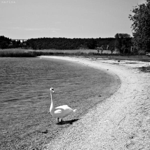 Swan Lake