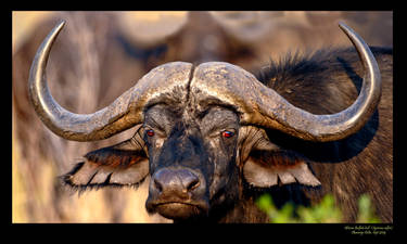 Cape Buffalo bull