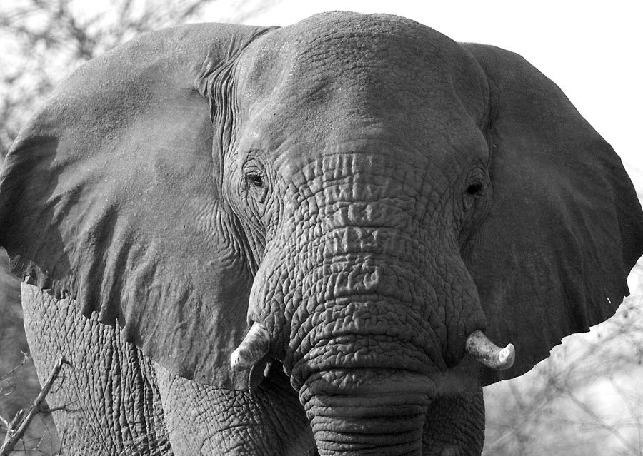 Lone African Elephant bull