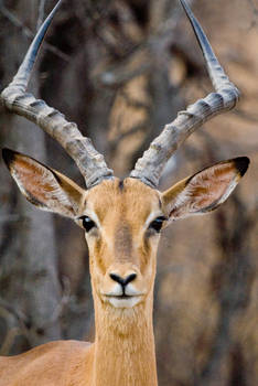 Impala buck