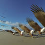 Brahminy kite swooping on food