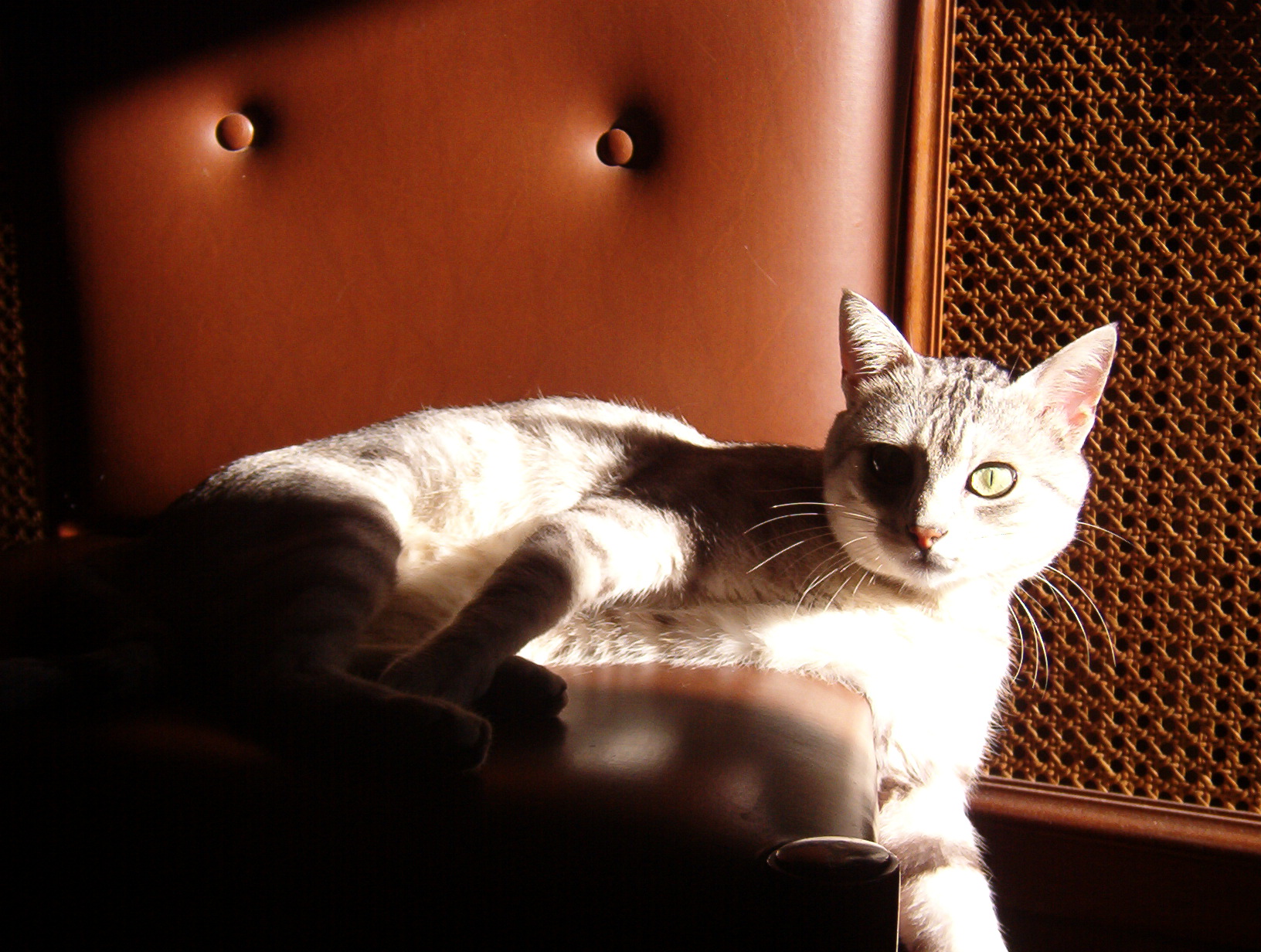 Kitten in the sun 2