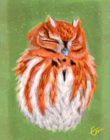 A Foxy Owl