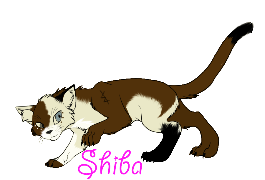 Shiba