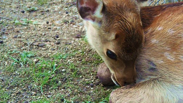 Baby Nara Deer