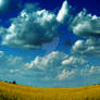 Field