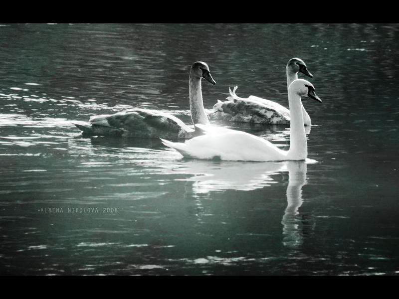 Swans