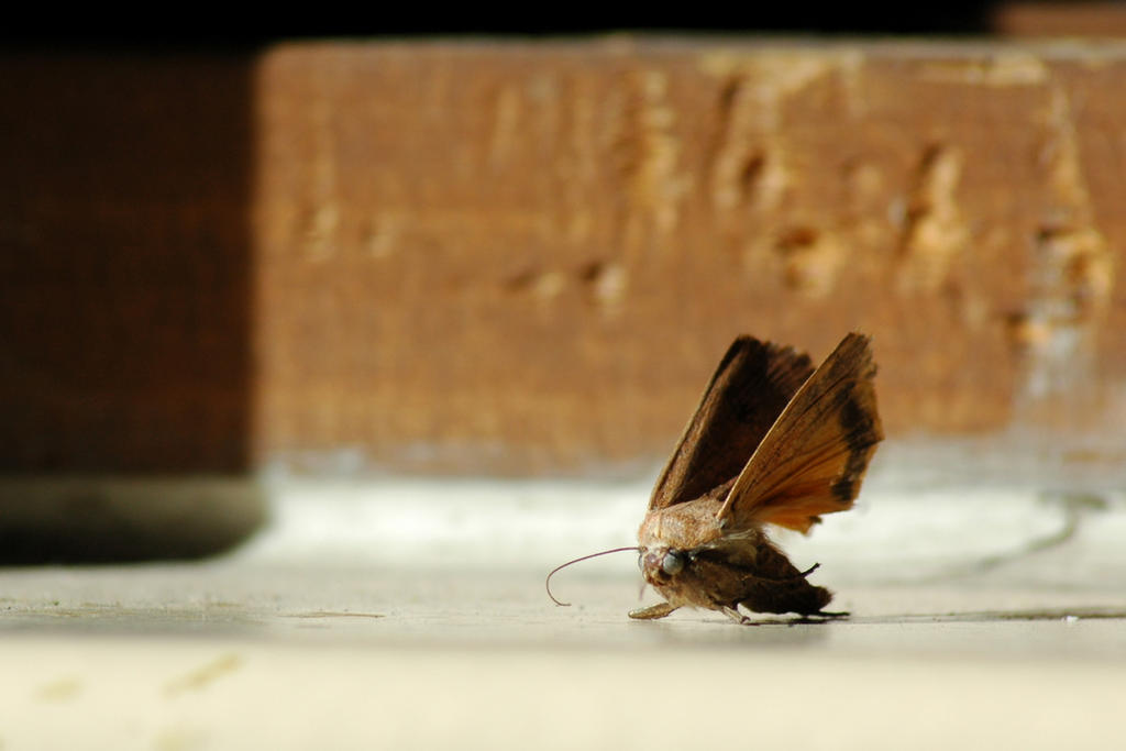 Petrify Insect Petrified by jmoose1 on DeviantArt