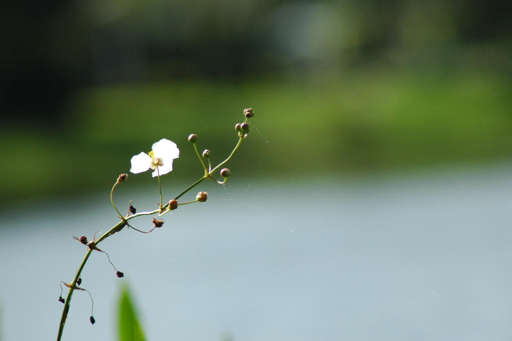 Pond Flower