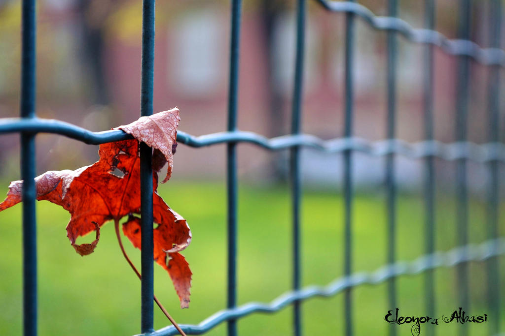 the colors of Nature