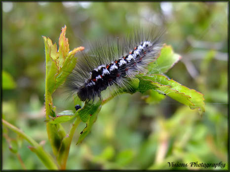 Caterpillar