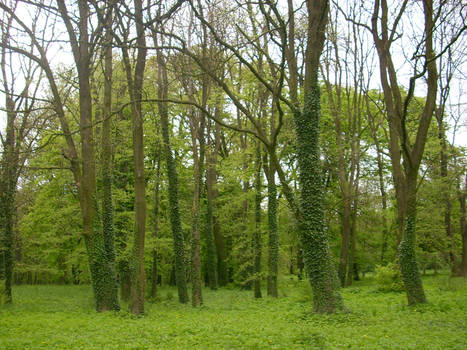 Trees in a park