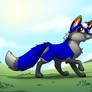 Blue Foxy in a Field