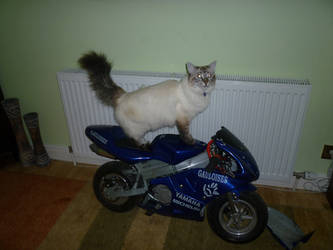 Cat on a Bike