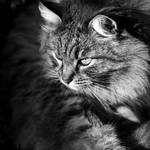 My new Friend by Noirele