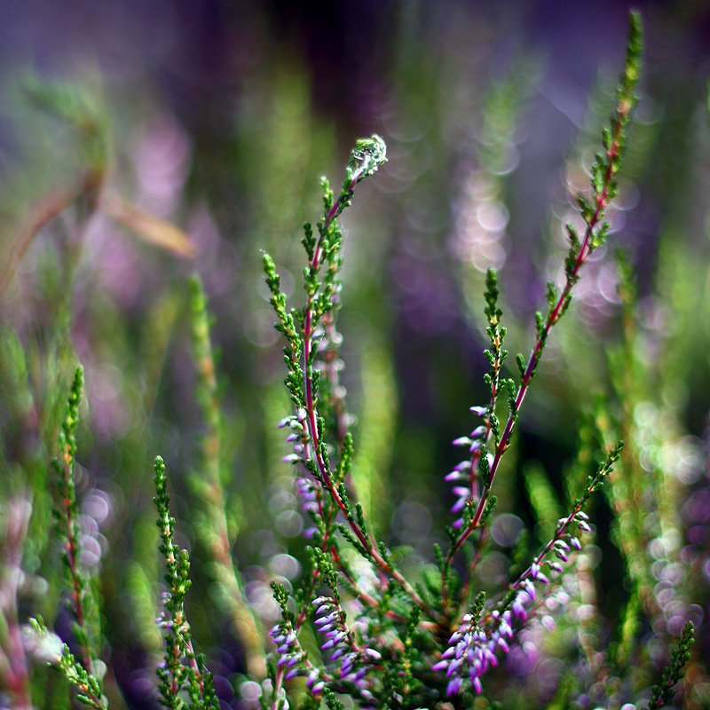 Lavanda