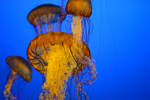 Takin on the Jellies by mree