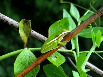 Tiny Tree Frog