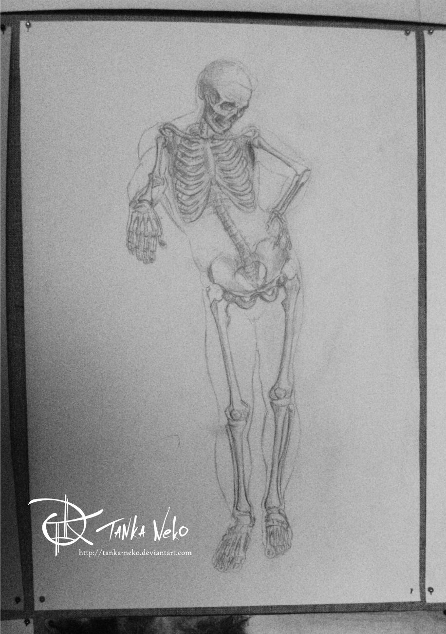 Human skeleton