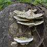 Fungi2