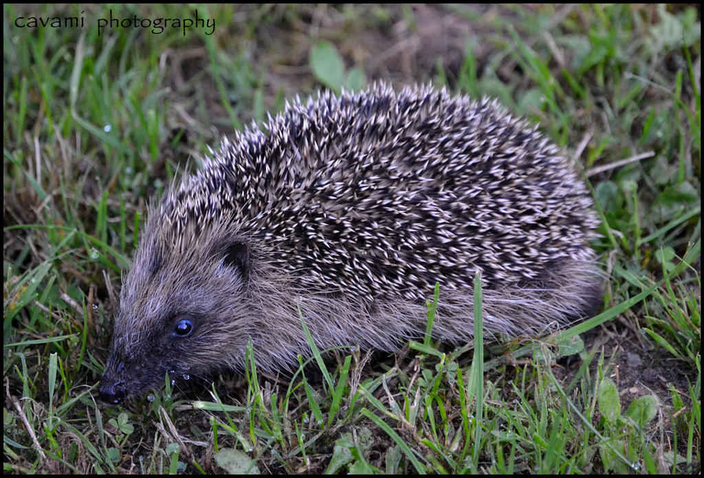 Hedgehog