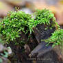 Mosses1