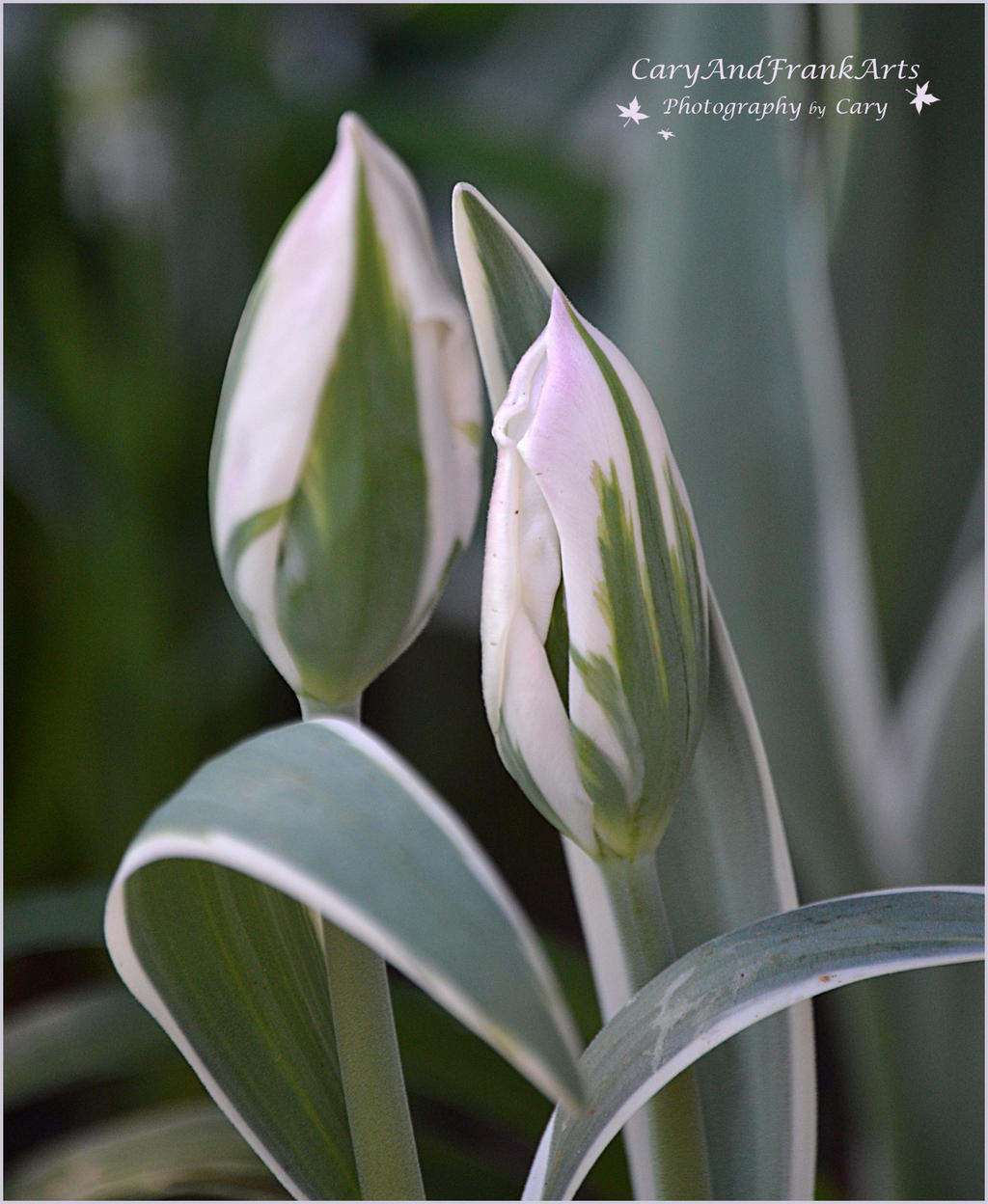 Green Spring Tulips