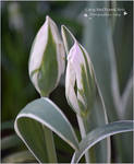 Green Spring Tulips by CaryAndFrankArts